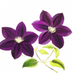 fleurs violettes
