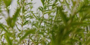 Herbes médicinales