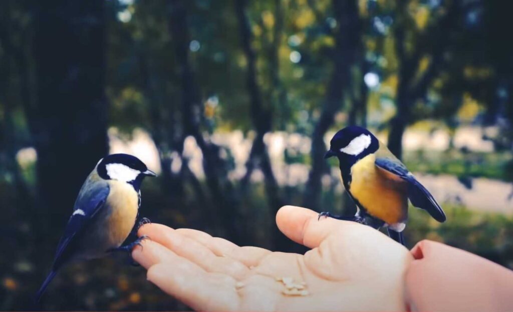 oiseau sur une main en train de manger