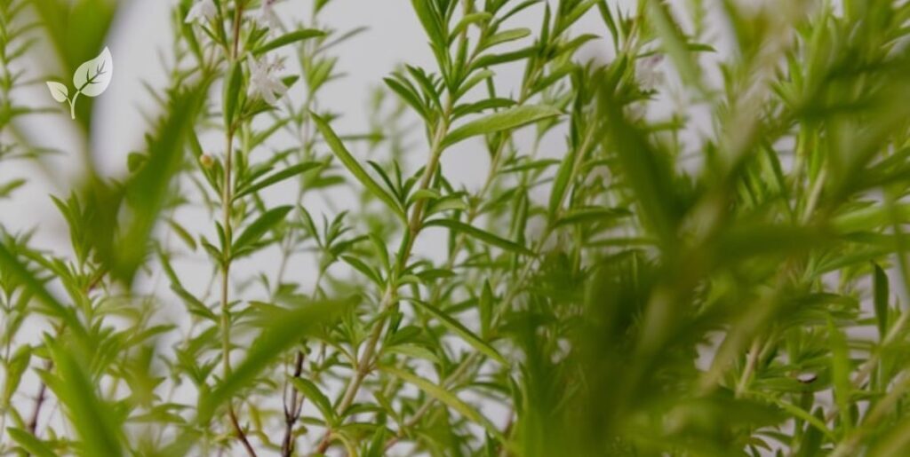 Herbes médicinales